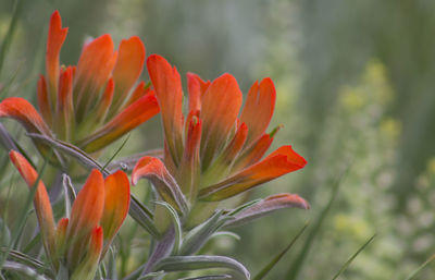 Close-up of orange indian paintbrush flowers blooming outdoors