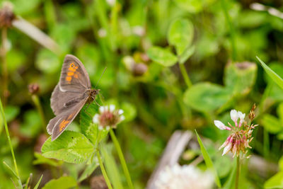 Close-up of butterfly on plant