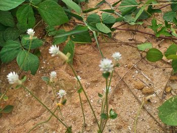 Close-up of dandelion flower