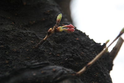 Low angle view of buds growing on tree trunk