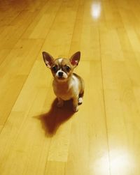 High angle portrait of dog sitting on floor