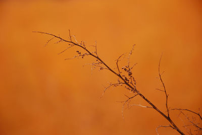 Close-up of tree during sunset