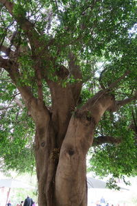 Low angle view of tree