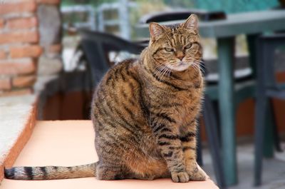Portrait of a cat sitting on table