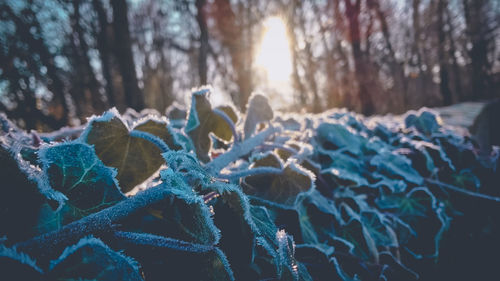Close-up of frozen plants in forest