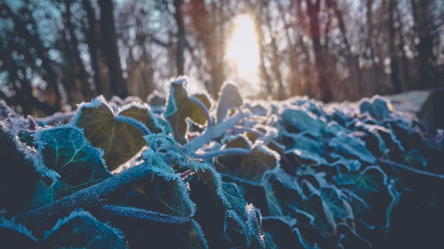 Close-up of snow covered plant during winter