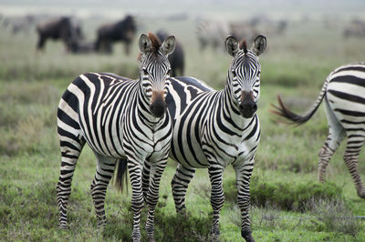 Close up of zebra on field