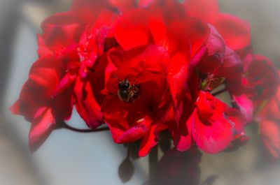 Close-up of bee on red flowers