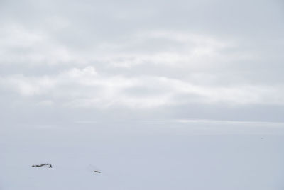 Birds flying over sea against sky