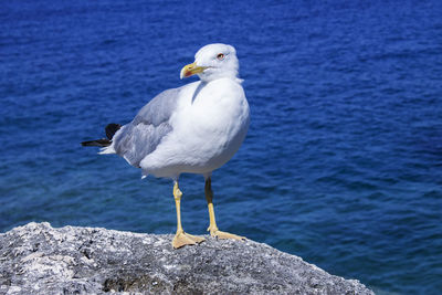 Seagull perching on rock by sea