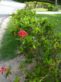 Close-up of pink flowering plant