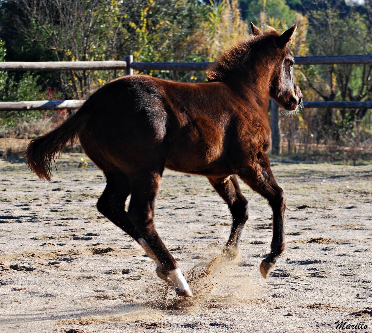 animal themes, horse, one animal, herbivorous, domestic animals, livestock, working animal, mammal, standing, full length, brown, bridle, animal pen, animal, day, zoology, outdoors, non-urban scene, hoofed mammal, mane, country road, no people