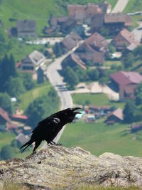 Bird perching on tree