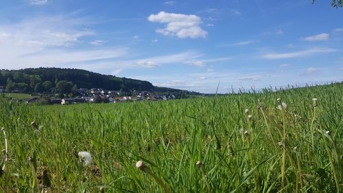 Scenic view of agricultural field against sky