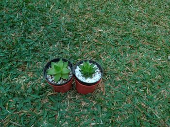 High angle view of potted plant on field