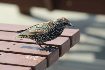 Close-up of bird perching on wood