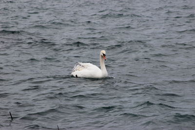 Swan swimming in sea