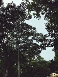 Low angle view of trees against sky