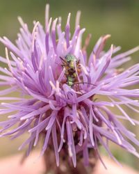 Close-up of bee pollinating on pink flower