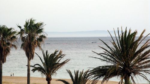 Palm trees on beach