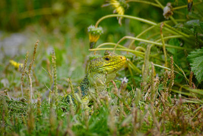 Lizard on grass