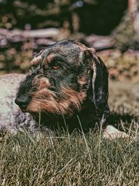 Close-up of a dog looking away