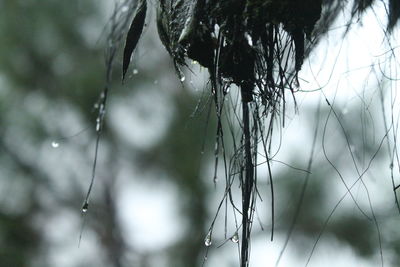 Close-up of wet plant during rainy season