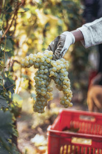 Close-up of hand holding fruit