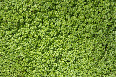 Full frame shot of green field