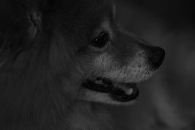 Close-up portrait of dog