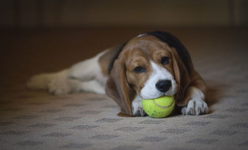 Close-up of beagle dog playing with ball at home
