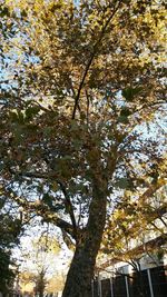 Low angle view of trees against sky