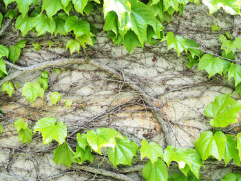 High angle view of ivy growing on field