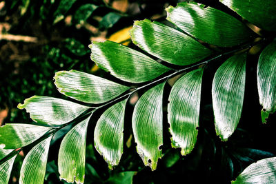 Close-up of fresh green leaves