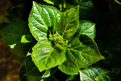 Close-up of green leaves