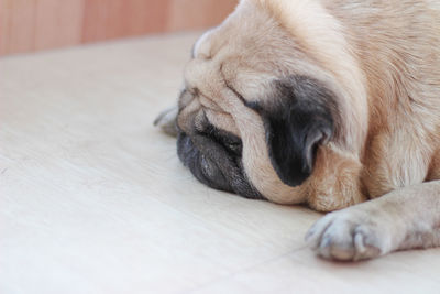 Close-up of a dog sleeping on floor