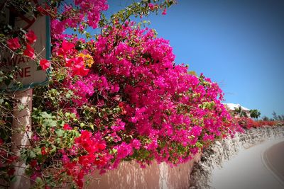 Low angle view of pink flower tree against clear sky