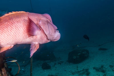 Close-up of fish swimming in sea