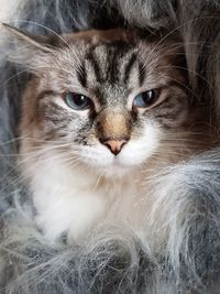 Close-up portrait of a cat