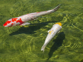 Close-up of fish in water