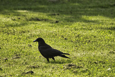 Bird perching on a field