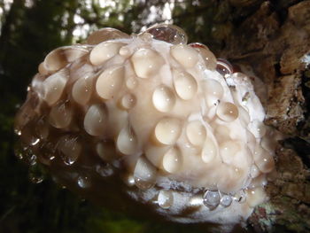 Close-up of turtle on tree