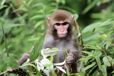 Close-up of monkey on plant
