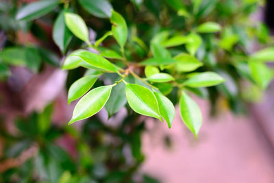 Close-up of green leaves