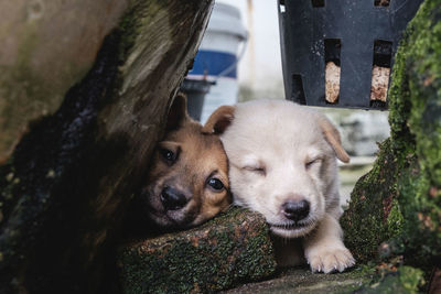 Portrait of dog lying outdoors