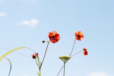 Low angle view of red flowering plants against blue sky