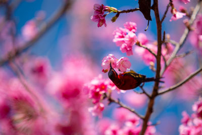 Close-up of cherry blossoms on branch