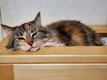Close-up portrait of a cat