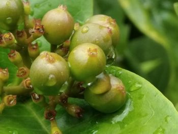 Close-up of apples on plant