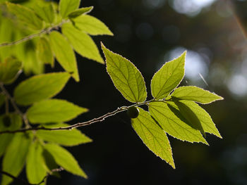 Close-up of green leaves